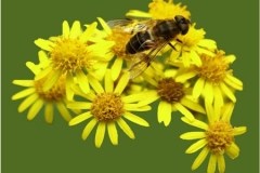 Flower Bee by Richard Woodhouse