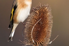 Goldfinch on Teasel by Andy Kent