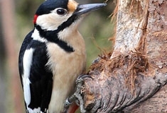 Greater Spotted Woodpecker by Andy Kent