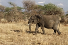 Elephant, Serengeti Park by Willem Van Herp