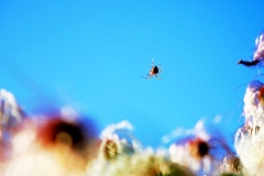garden-spider-Araneus-