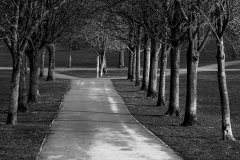 AVENUE WITH TREES by Brian Johnson