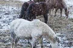 HORSES-IN-SNOW-by-Brian-Johnson