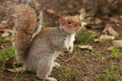 GIVE ME A NUT by Geoff Chapman
