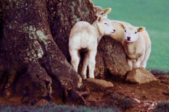 Yorkshire-Sheep