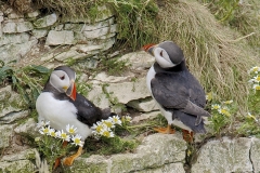 PUFFINS-by-Harry-Watson