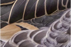 DUCK-FEATHERS-DETAIL-by-Jeff-Moore