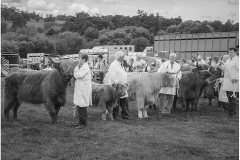 Ripley Cattle Show by Bob Harper