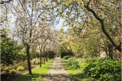 Tree Blossom Walk by Bob Harper