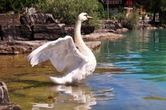 Mute-Swan