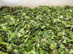 Drying Tea Leaves by Rowena Ashbee