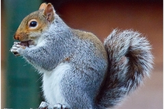 Grey Squirrel by Phil Holmes