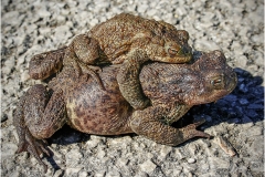 Common Toads by Bob Harper