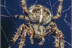 Garden Cross Spider by Bob Harper