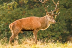 Red Deer Stag by Tom Allison