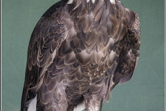 White Tailed Eagle by Bob Harper