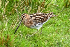 Snipe by Phil Holmes