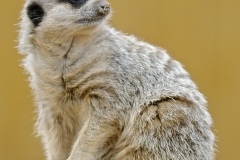 Meerkat  by Harry Watson