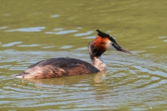 Great Crested Grebe by Glyn Tattersall