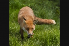 Cunning Mr Fox by Terri Thorpe