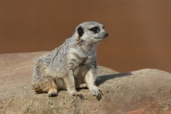 Meerkat by Willem Van Herp