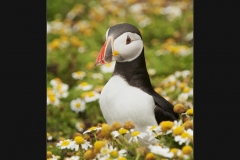 Puffin in Daisies by Terri Thorpe