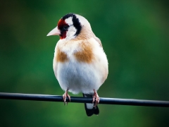 Goldfinch on the Wire by Rob Mason