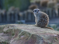 Meerkat by Dave Rippon
