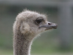 Ostrich by Phil Holmes