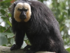 Sakis Monkey by Phil Holmes