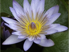 Water Lily by Jeff Moore