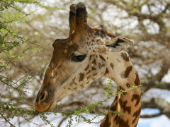 African Giraffe by Correen Cetinturk