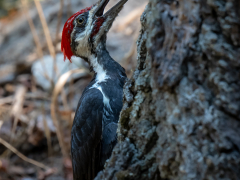 Pileated Woodpecker by Robert Bishop
