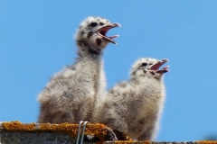 Seagull Chicks by Ray Evans