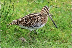 Snipe by Phil Holmes