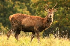 Roe Deer Buck by Tom Allison