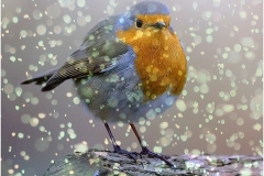 Christmas Robin by Jeff Moore