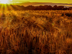 Golden Barley by Phil Edwards