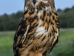 Owl by Dave Rippon