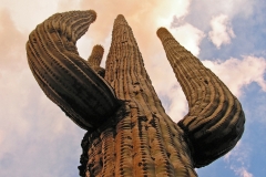 SAGUARO CACTUS by Patrick Cleary