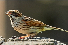4 D REED BUNTING by Phil Holmes