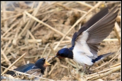 4 D Swallow Feeding Young