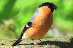 4 P BULL FINCH by Phil Holmes