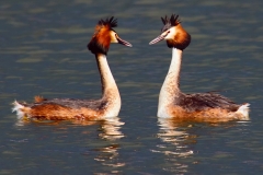 4 P CRESTED GREBES by Phil Holmes
