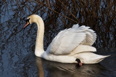 MUTE-SWAN-by-Phil-Holmes