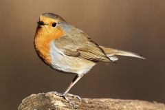 ROBIN-by-Phil-Holmes