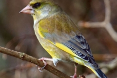Greenfinch by Phil Holmes