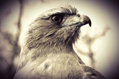 BIRD OF PREY by Reecee Allsopp