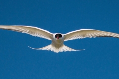 COMMON-TERN-by-Tom-Allison