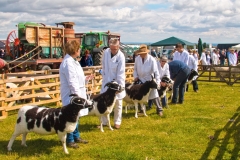 JUDGING SHEEP AT THE EMLEY SHOW by Tom Allison